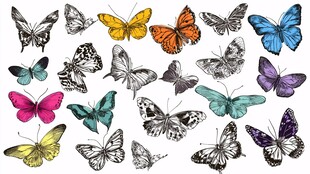 多彩手绘蝴蝶素材集合