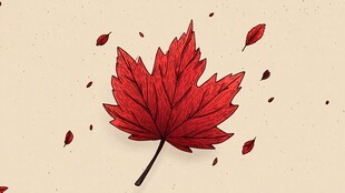 飘落的红枫叶 秋日氛围感