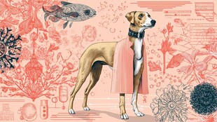 身着披风的优雅灵缇犬