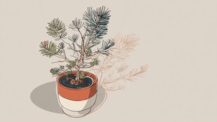 盆栽小松树 简约清新风