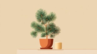 盆栽松树置于温馨室内