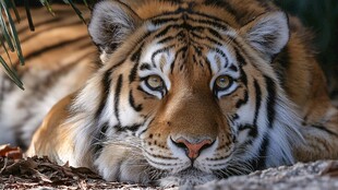 趴卧的斑斓猛虎特写