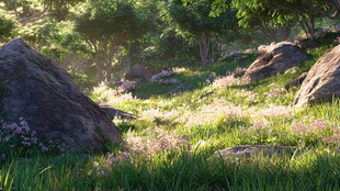 阳光洒落的林间花草石景