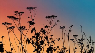 夕阳下植物的美丽剪影