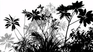 植物剪影 自然之美