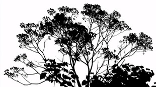 树木剪影 展现自然之美