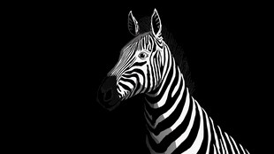 斑马特写 黑白条纹的魅力