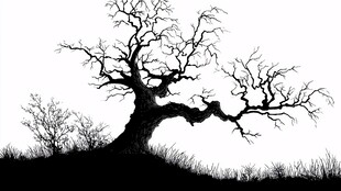 枯树剪影 尽显沧桑孤寂