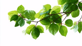 翠绿枝叶 清新自然之美