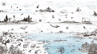 海岸自然景观与多样生物