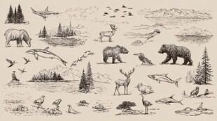 手绘野生动物与自然景观