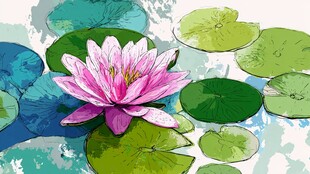 粉色睡莲浮于翠绿莲叶间