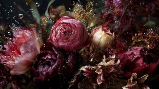 水下绽放的绚烂花卉世界