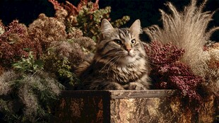 猫咪静卧于多彩植物间