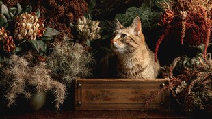 木盒猫咪置身多彩植物间