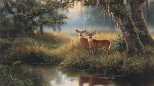 森林溪边的优雅双鹿