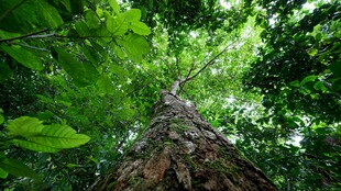 仰望森林中的高大树木