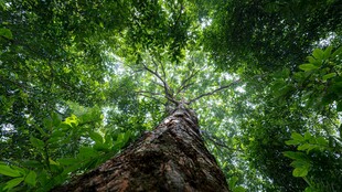 仰视茂密森林中的高大树木