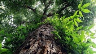 仰望参天古树绿意盎然