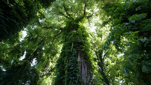 繁茂森林中的参天绿意