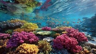 梦幻海底多彩珊瑚景观