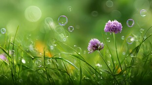 春日草地间的梦幻紫花泡泡