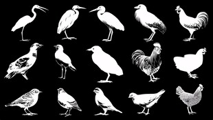 鸟类剪影集合
