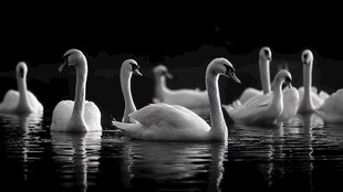 黑白色调中优雅的天鹅群