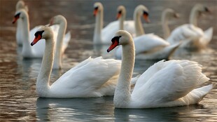 优雅天鹅群游于波光水面