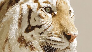 白虎特写 威严眼神尽显霸气