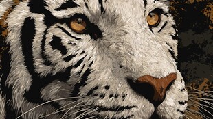 白虎特写 锐利眼神与纹路