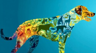 多彩拼贴狗狗剪影艺术图