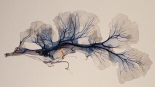 透明蓝纹奇异海洋生物