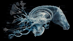 梦幻马头与海洋元素融合图