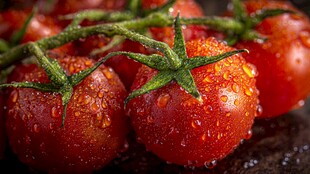 带水珠的新鲜红番茄