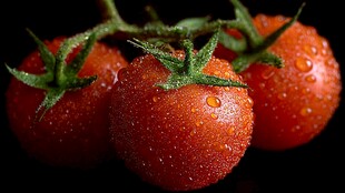 新鲜带露小番茄