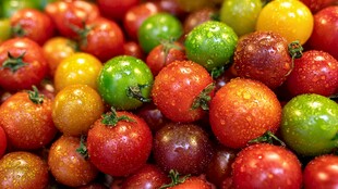 多彩小番茄 新鲜诱人