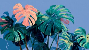 梦幻龟背竹 清新植物景致