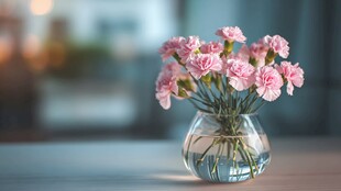 粉色康乃馨插于透明花瓶