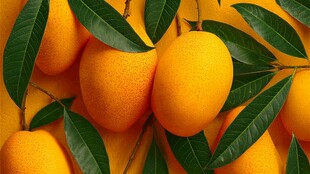 金黄饱满芒果带翠绿叶片