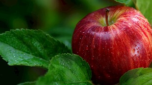 红苹果与绿叶的清新画面