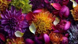 多彩花卉绽放美丽瞬间