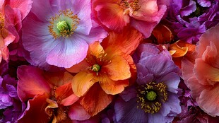 多彩绚烂的花卉特写