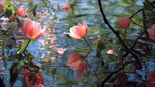 水中绽放的娇艳粉色郁金香