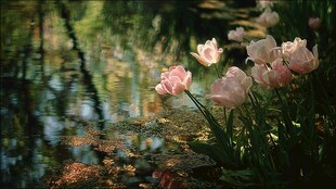 湖畔粉郁金香的静谧之美