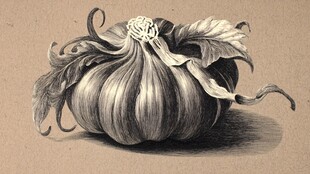 素描南瓜静物图