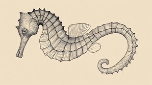 手绘海马图案设计图