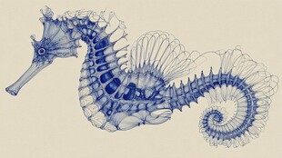 蓝色线条勾勒的梦幻海马