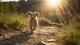 夕阳下奔跑的可爱小奶狗