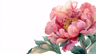 娇艳盛开的粉色牡丹花